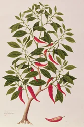 Chilly or Capsicum, Drawings of Plants from Malacca, c.1805-18